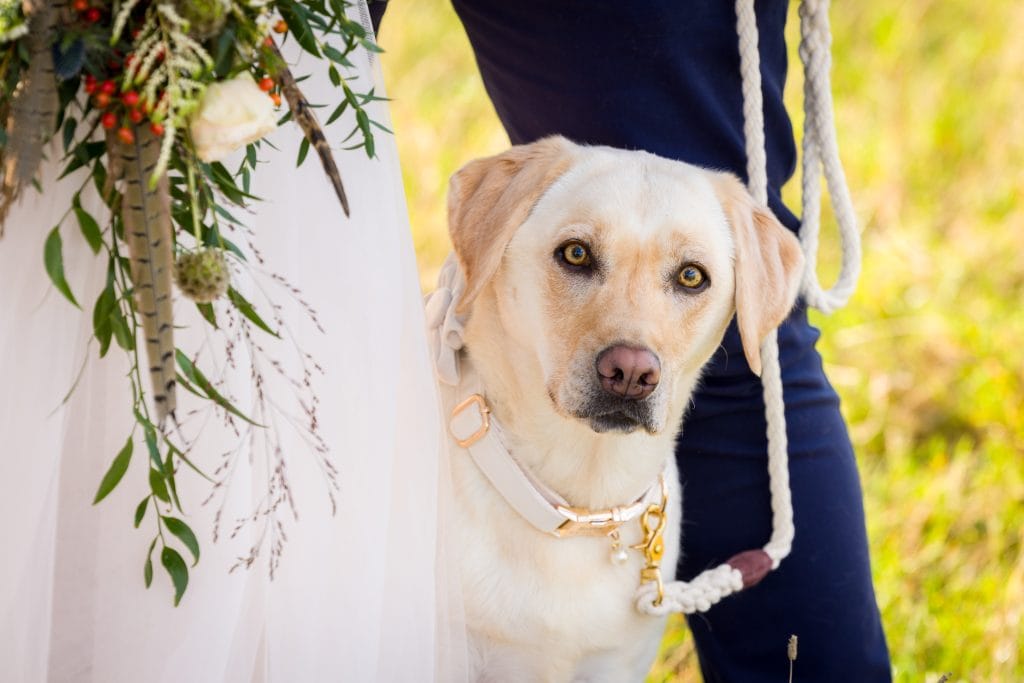 A wedding venue that allows dogs from London